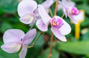10028532_orchidea-6-640x420.jpg