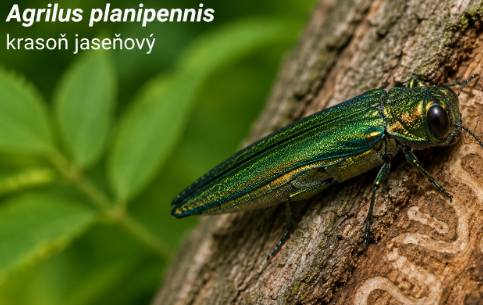 MIMORIADNE OPATRENIA NA VÝCHODE SLOVENSKA: Vo viacerých okresoch vyhlásili karanténu! 2 image 8